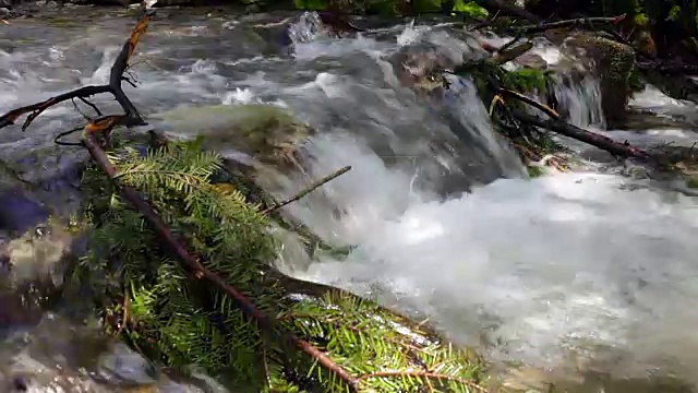 湍急山河中的针叶树枝。视频素材