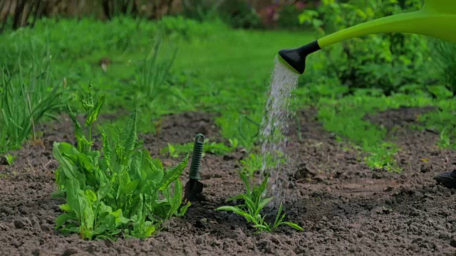 给花园里的植物浇水视频素材