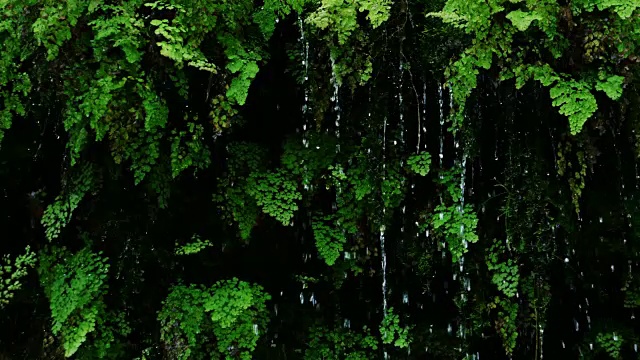 雨滴从茂密的绿色蕨类植物上落下视频素材