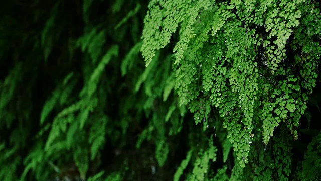 雨滴从茂密的绿色蕨类植物上落下视频素材