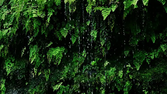 雨滴从茂密的绿色蕨类植物上落下视频素材