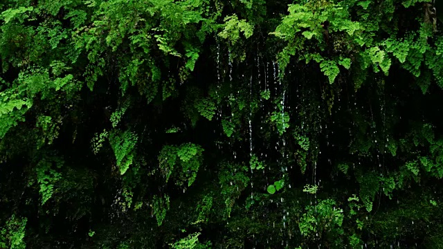 雨滴从茂密的绿色蕨类植物上落下视频素材