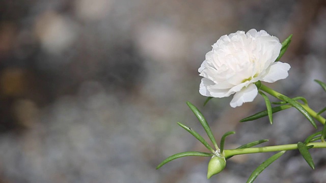 白色马齿苋花视频素材