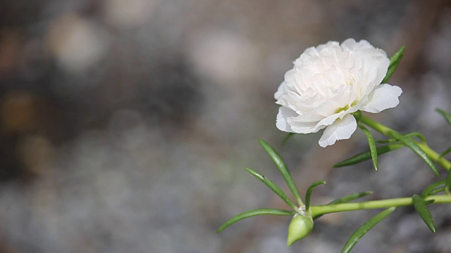 白色马齿苋花视频素材