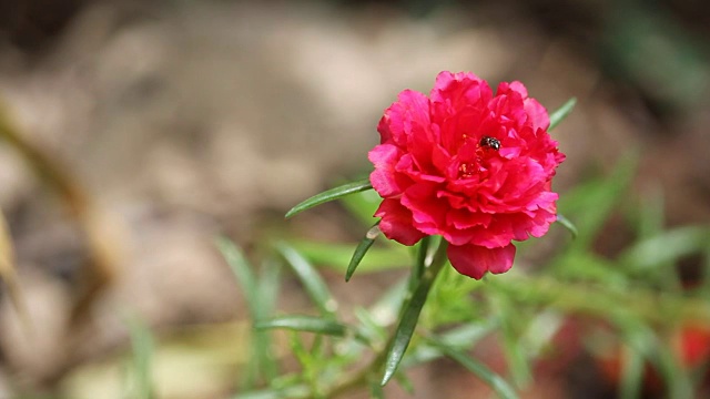 红色的马齿苋花视频素材