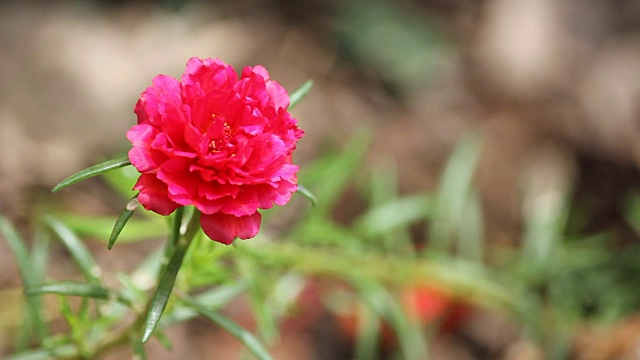 红色的马齿苋花视频素材