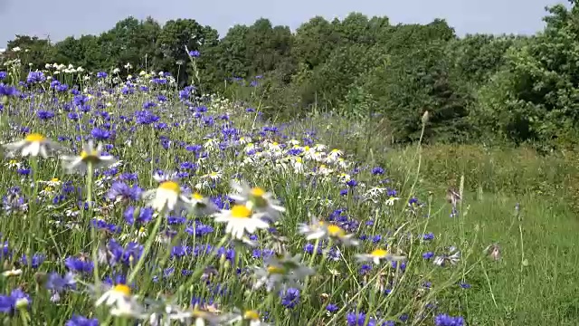 在多风的夏日，野甘菊和玉米花田。FullHD视频素材