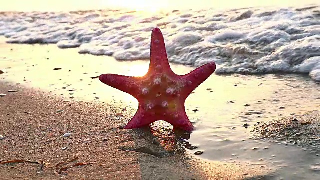 海滩日落上的海星视频素材