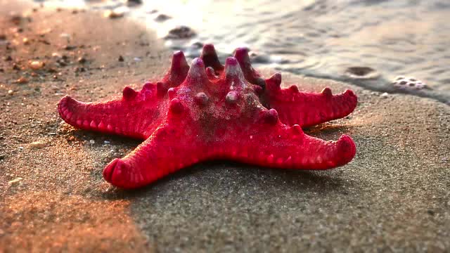 海滩日落上的海星视频素材