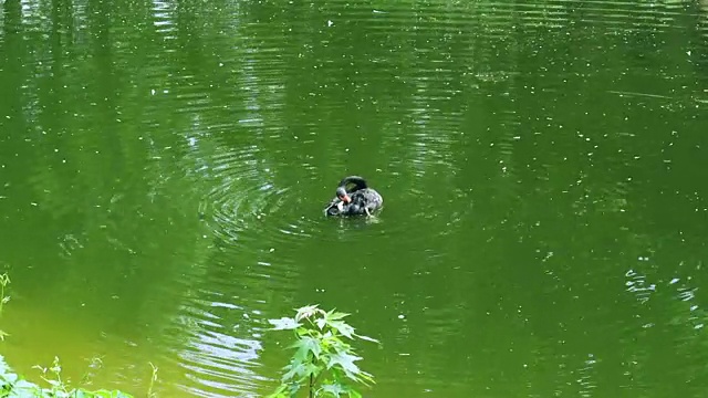 黑天鹅在绿水里游。天鹅清洗翅膀与红色的喙视频素材