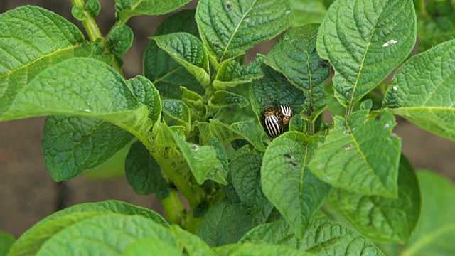 科罗拉多甲虫和树叶上的幼虫。害虫的土豆视频素材