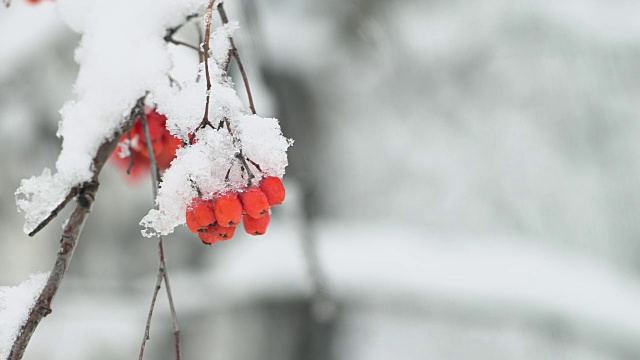 在冬天的森林里，一簇花覆盖了一层雪视频素材