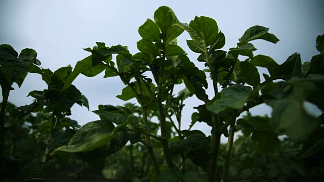 土豆地里的绿芽土豆。年轻的土豆植物。视频素材