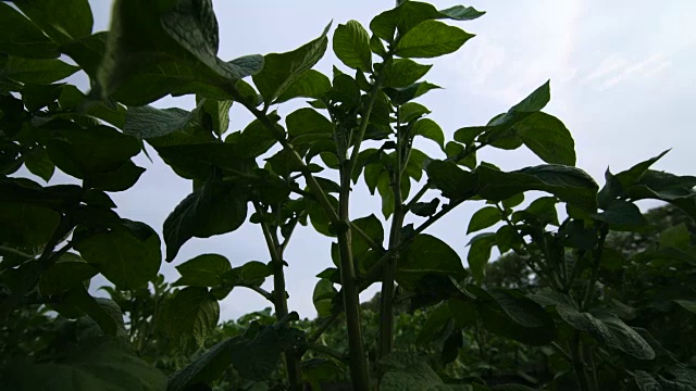 土豆地里的绿芽土豆。年轻的土豆植物。视频素材