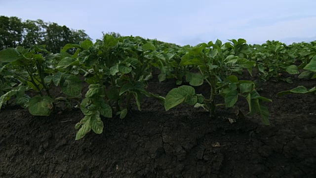 土豆地里的绿芽土豆。年轻的土豆植物。视频素材