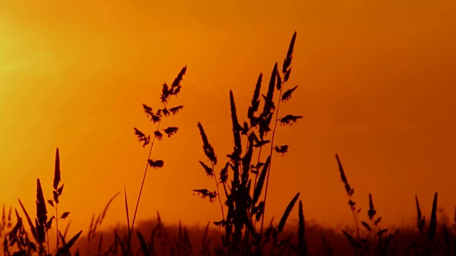 草干映衬着天空视频素材