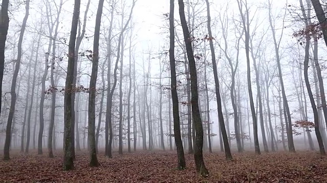 秋天的橡树林，有雾视频素材