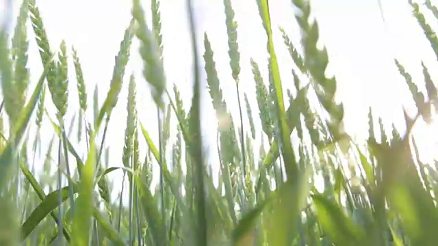 夏季风推动的麦田波浪自然背景视频素材