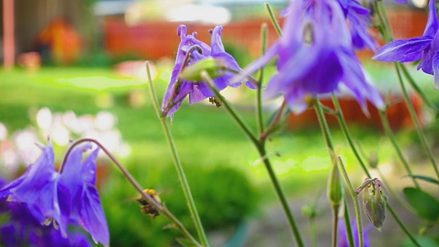 大黄蜂在水仙花上视频素材