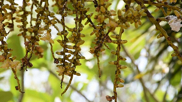 花的种子和花粉与蜜蜂视频素材