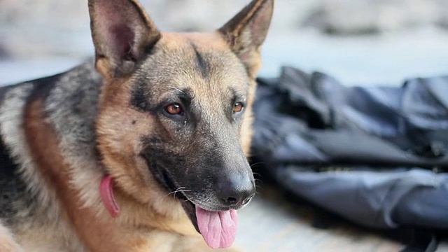 德国牧羊犬盯着他的四周，顺从和保护的狗视频素材