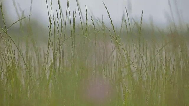 机场跑道附近的田野上有紫色的野花和草视频素材