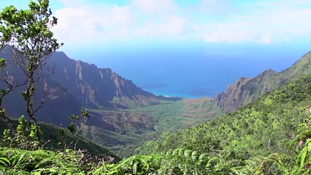 揭示惊人的丛林山谷后面的幼树和蕨类植物视频素材