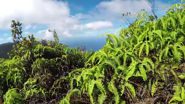 特写:年轻的蕨类植物生长在雄伟的火山山顶视频素材