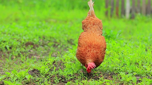 在禽畜饲养场饲养鸡视频下载