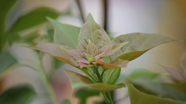 九重葛花的鲜叶视频素材