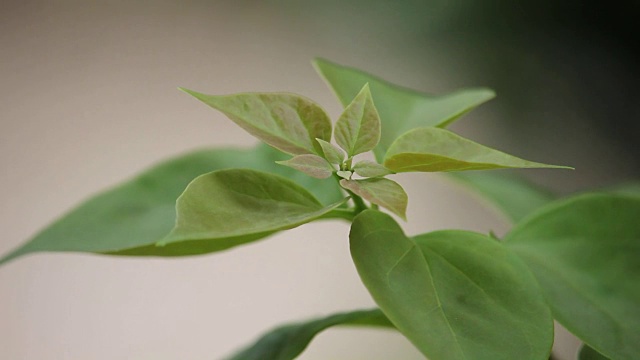 九重葛花的鲜叶视频素材