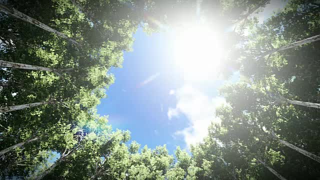 抬头看一圈红杉树，延时云，放大视频素材