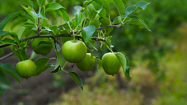 绿苹果在树枝上准备收获，花园。视频素材