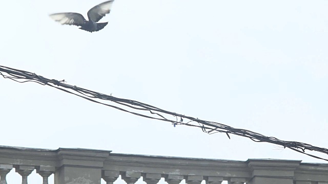 鸽子从电线上飞视频素材