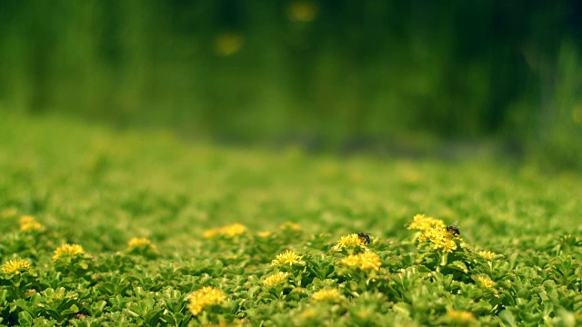 绿色的田野上开着黄色的花。蜜蜂在花田上采集花蜜视频素材