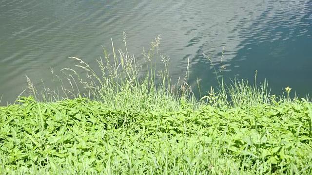 湖面上，荡漾着云和绿草的倒影视频素材