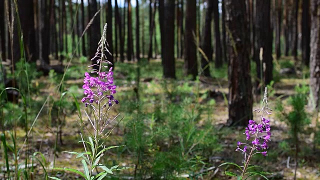 查梅里翁安古斯蒂福林花视频素材