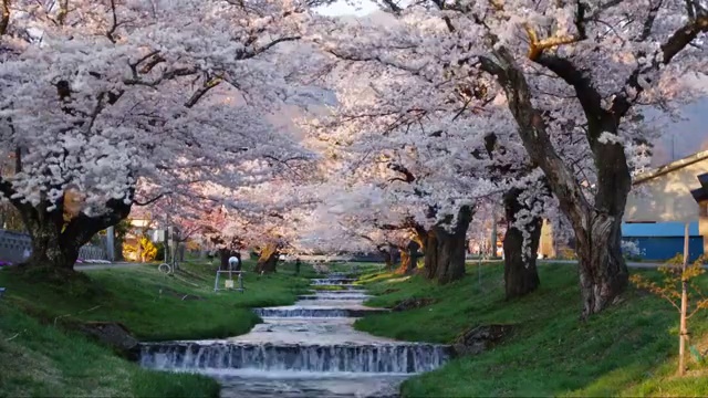 日本福岛川崎田的樱花视频素材