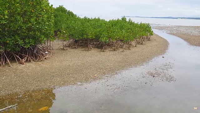 有海岸的红树林视频素材