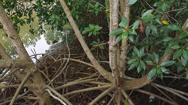 有海岸的红树林视频素材