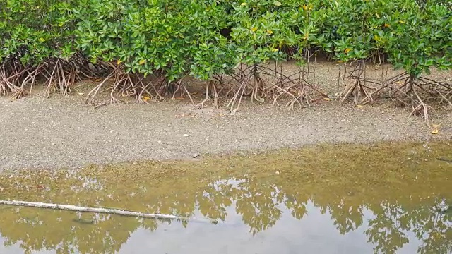 有海岸的红树林视频素材