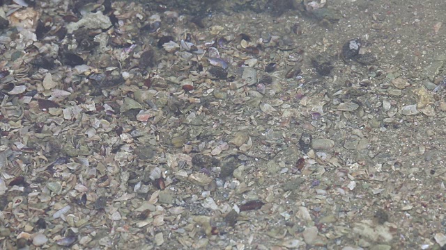 海滩上的海洋生物，贝类和螃蟹视频素材