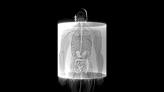 放大人体内部器官，消化系统。前视图。视频素材