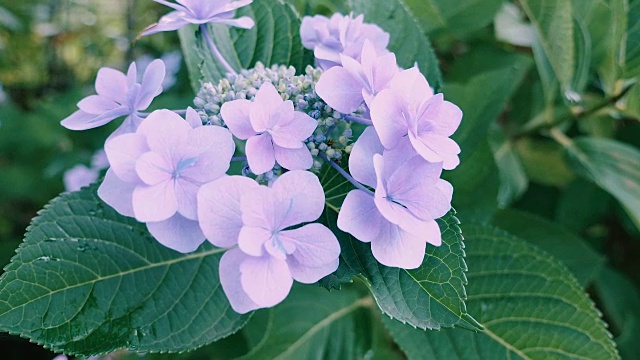 绣球花，在东京，日本，Kokubunji视频素材