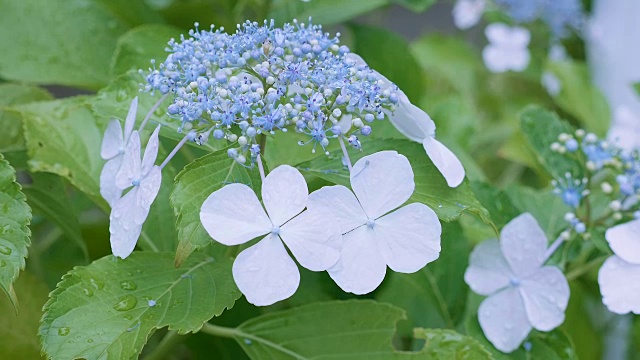 绣球花，在东京，日本，Kokubunji视频素材