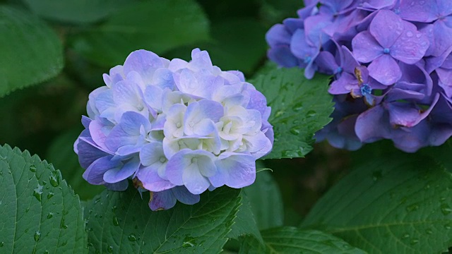 绣球花，在东京，日本，Kokubunji视频素材