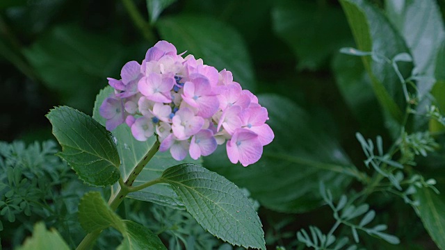 绣球花，在东京，日本，Kokubunji视频素材