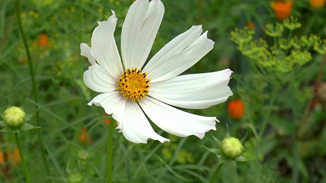 花园的花视频素材