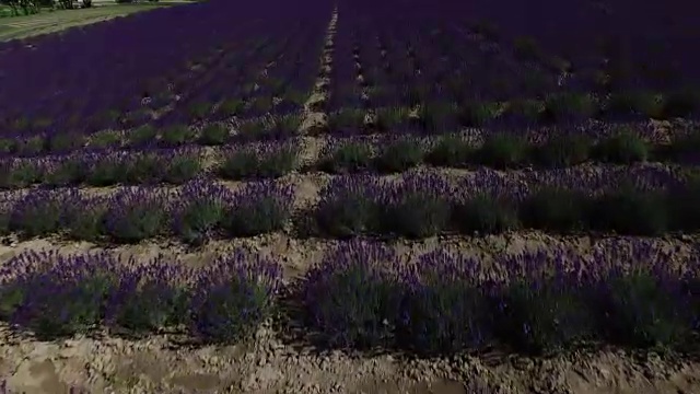 飞机，日本北海道日出公园薰衣草田视频素材