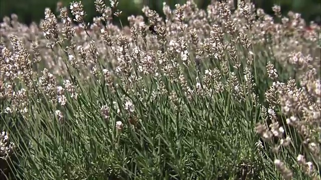 白色薰衣草田，北海道，日本视频素材